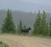 Moose on smoky Union Pass Road